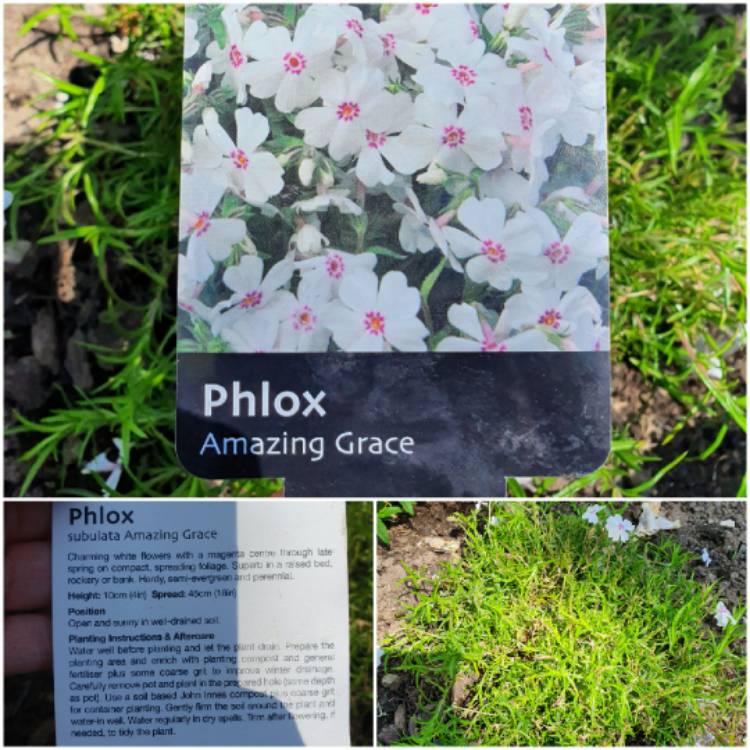 Plant image Phlox subulata 'Amazing Grace'