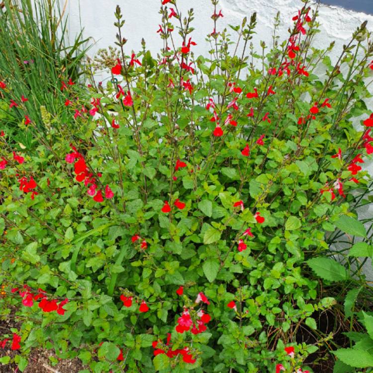 plant image 1323376 plant image 1323376