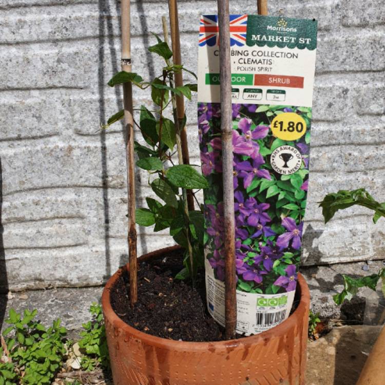 Plant image Clematis viticella 'Polish Spirit'
