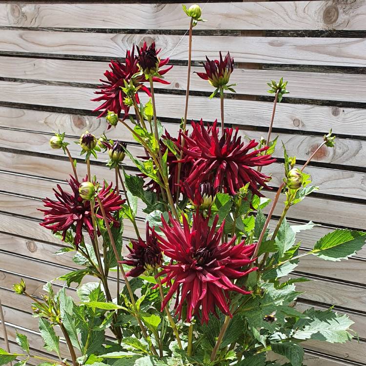 plant image 1349190 plant image 1349190