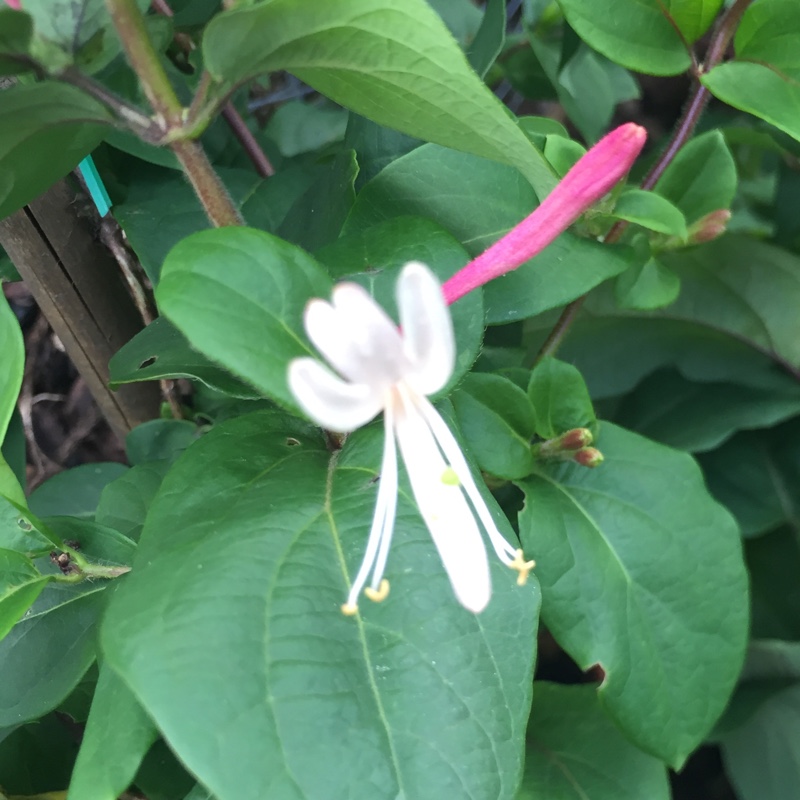 plant image 137679 plant image 137679