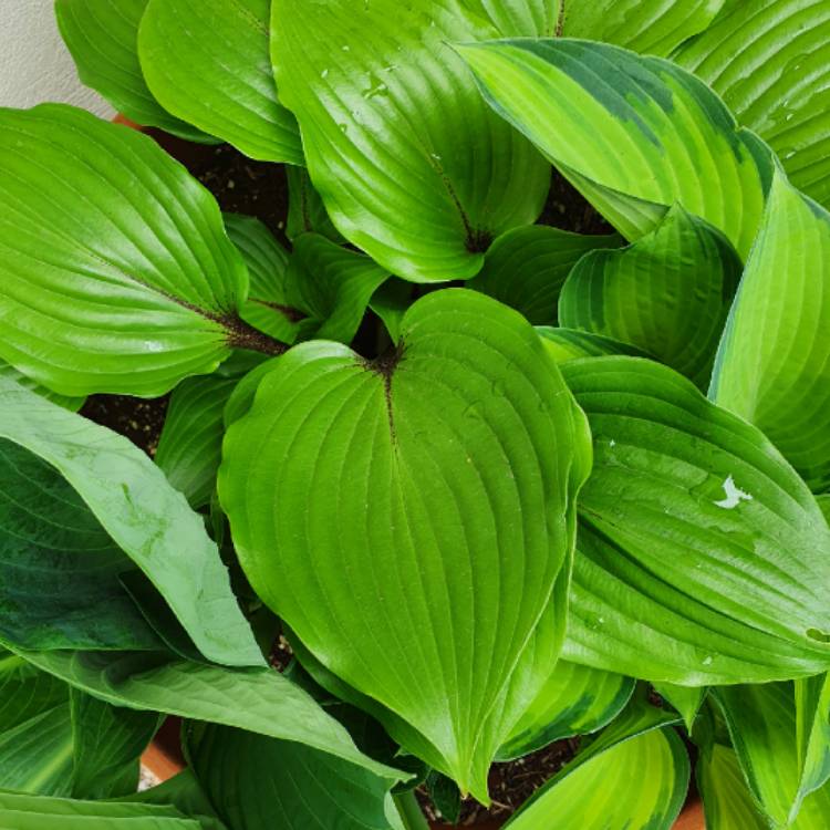 plant image 1472131