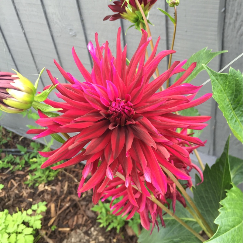 plant image 178447 plant image 178447