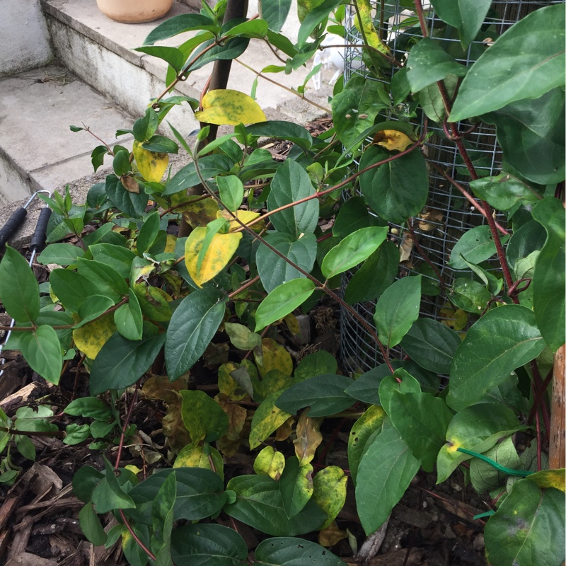 plant image 178456 plant image 178456