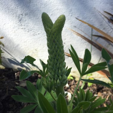 Lupinus 'The Pages'
