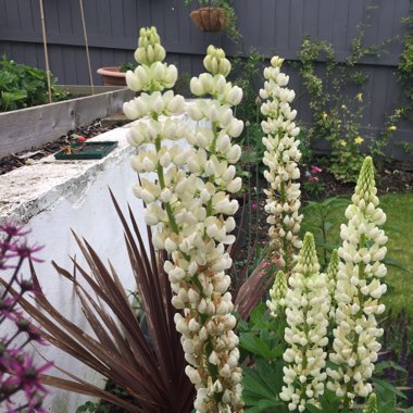 Lupinus 'The Pages'