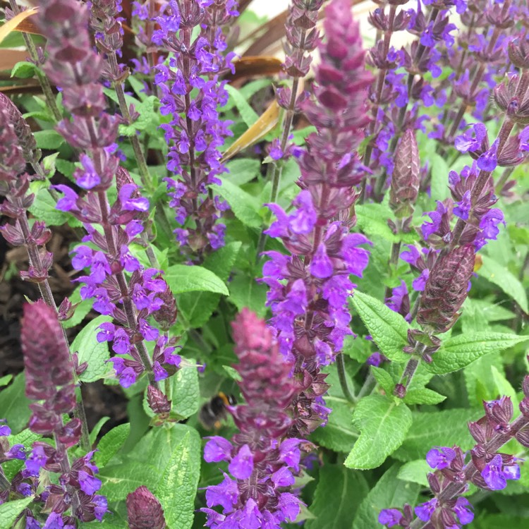 Plant image Salvia x sylvestris 'Blaukonigin' syn. Salvia 'Blue Queen'