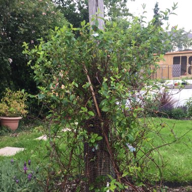 Lonicera periclymenum 'Serotina' syn. Lonicera periclymenum 'Florida'