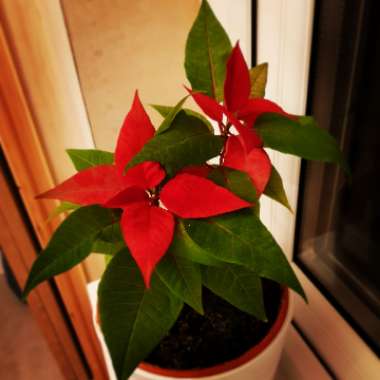 Euphorbia pulcherrima