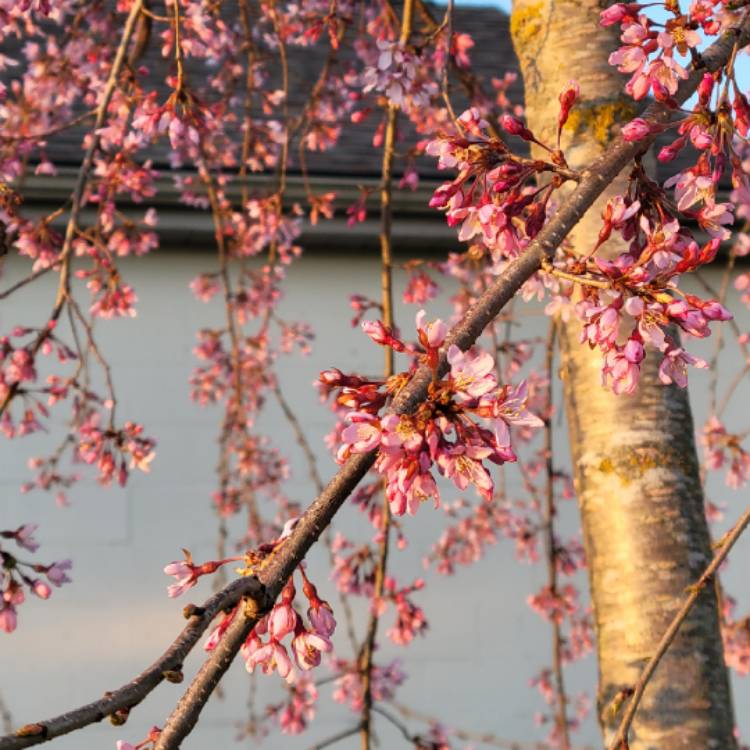 Plant image Prunus x snofozam 'Snow Fountain'