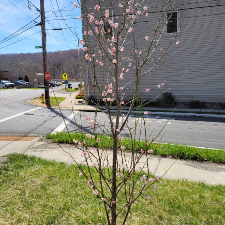 Plant image Prunus Mume Beni-Chidori
