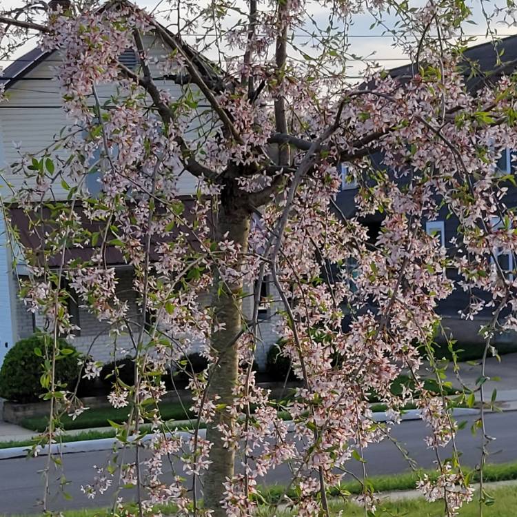 Plant image Prunus x snofozam 'Snow Fountain'