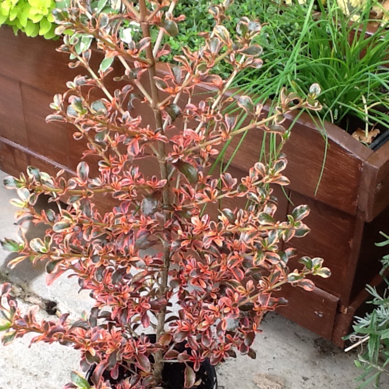 Mirror plant