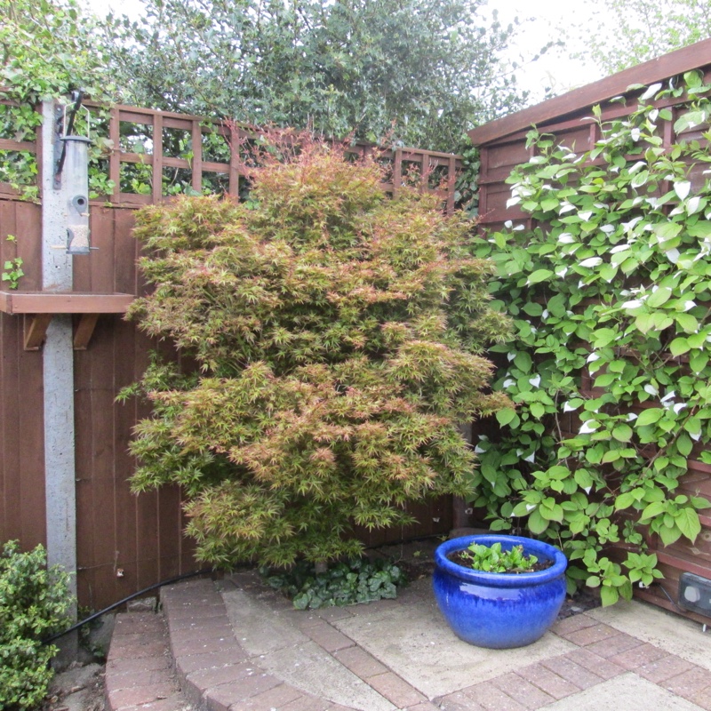 Sheila's garden