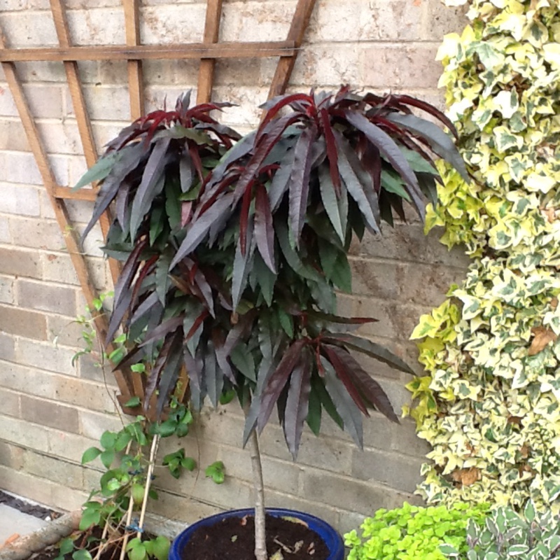 plant image 7935