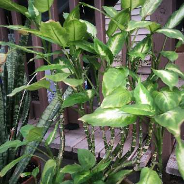 Dumb cane