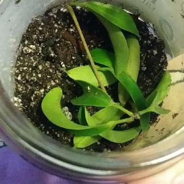 Dwarf Umbrella tree