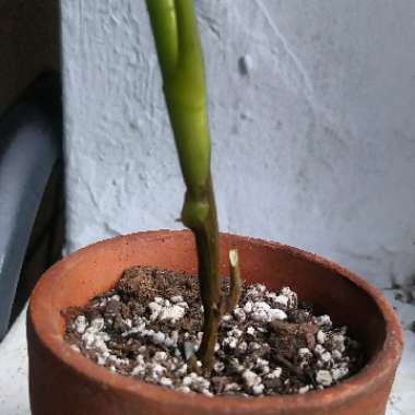 Dwarf Umbrella tree