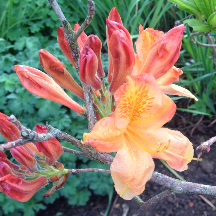 plant image 1011692