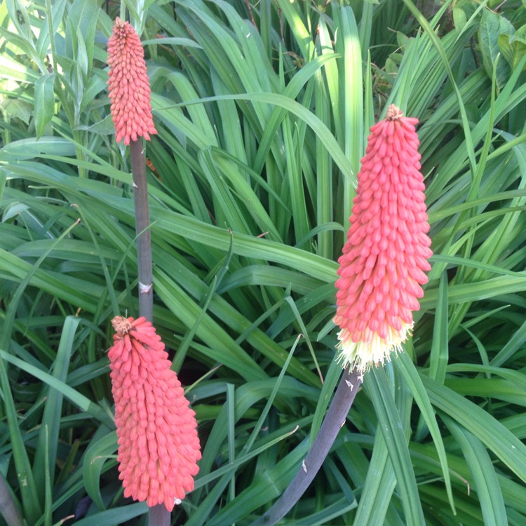 plant image 1066157 plant image 1066157
