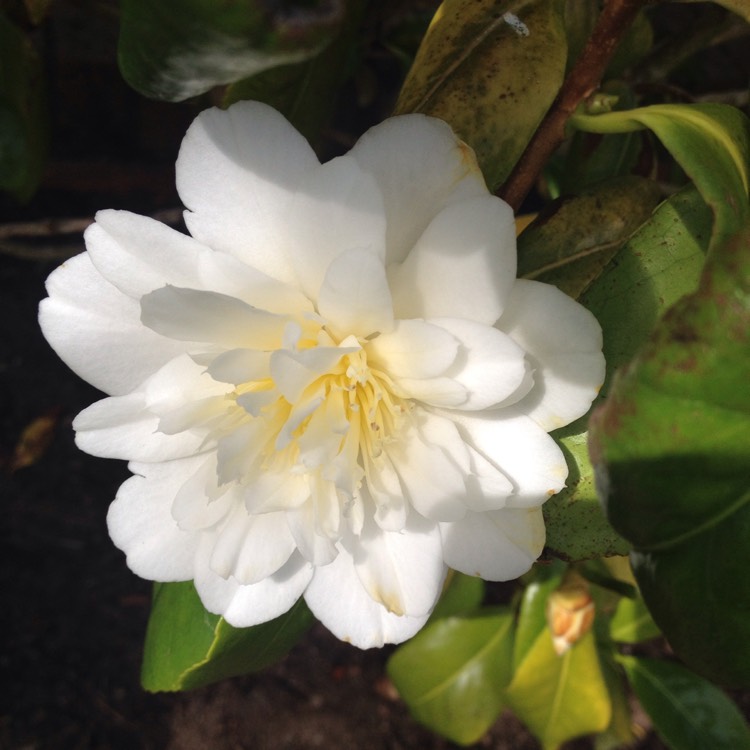 plant image 1073522 plant image 1073522