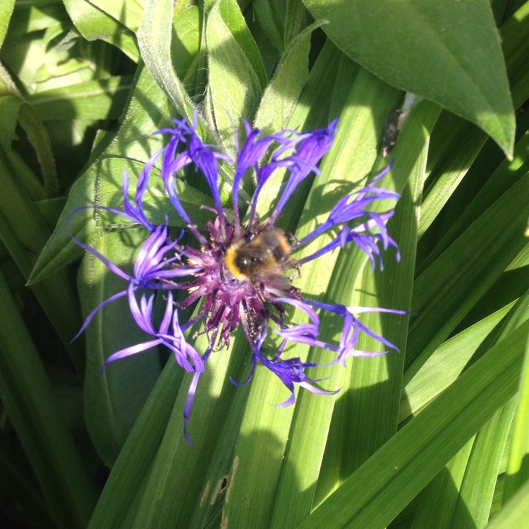 plant image 1076104