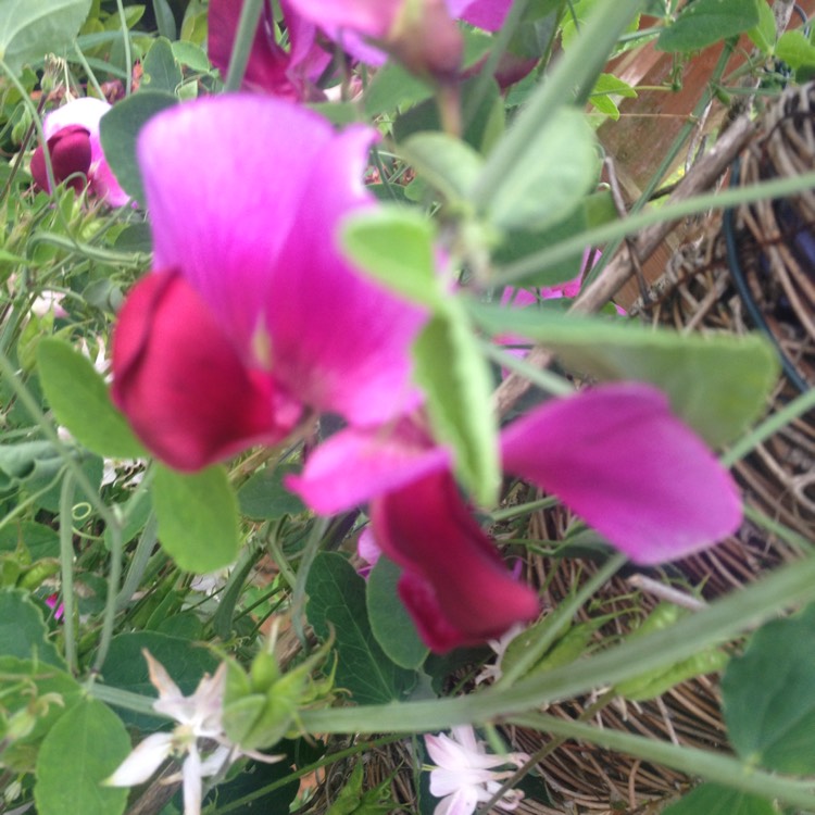 plant image 1077189 plant image 1077189