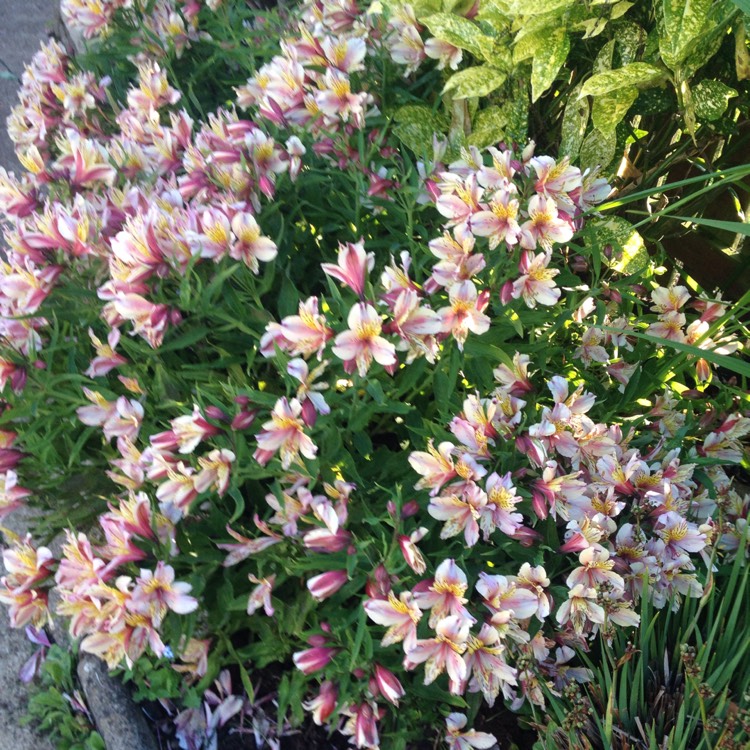 plant image 1097562 plant image 1097562