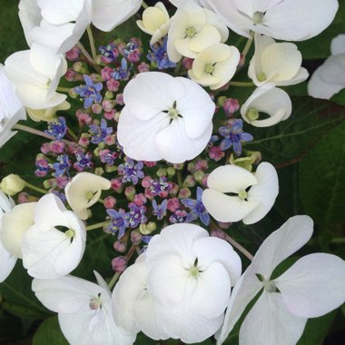 Hydrangea macrophylla 'Normalis'