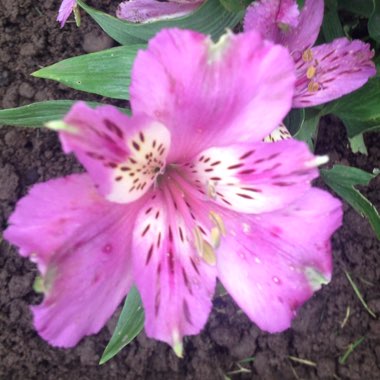 Alstroemeria