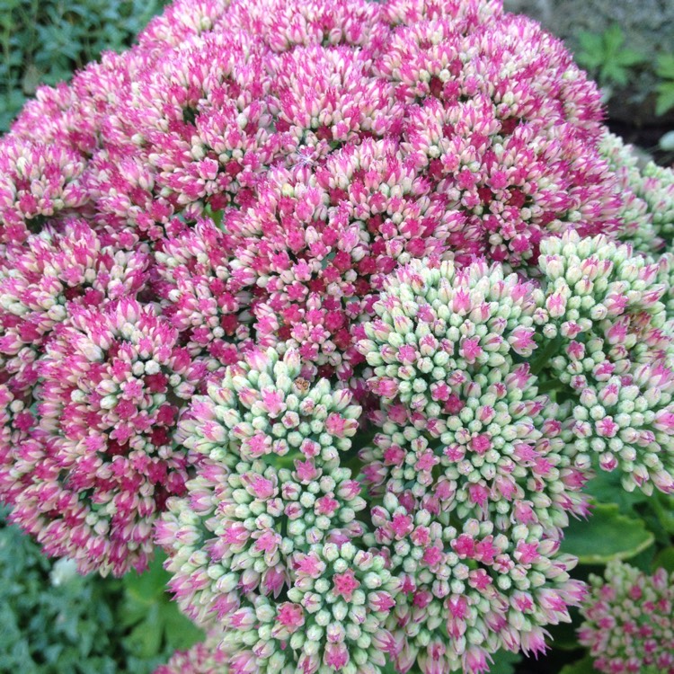 plant image 1165151