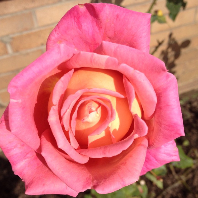 plant image 1165825