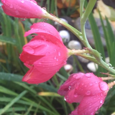 Hesperantha coccinea  syn. Schizostylis coccinea