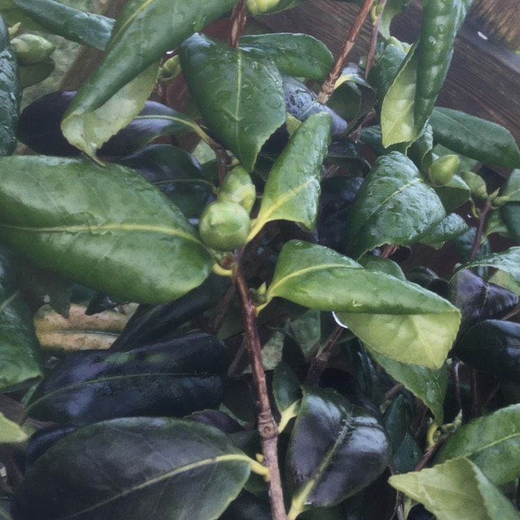 plant image 1217243 plant image 1217243
