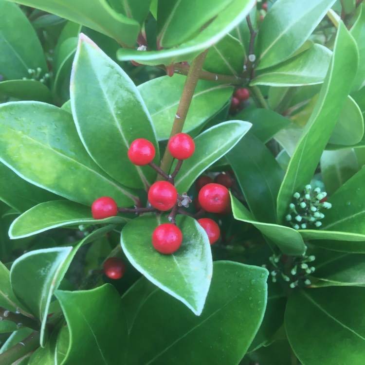 Plant image Skimmia japonica