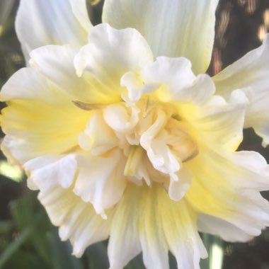 Narcissus 'Ice King'