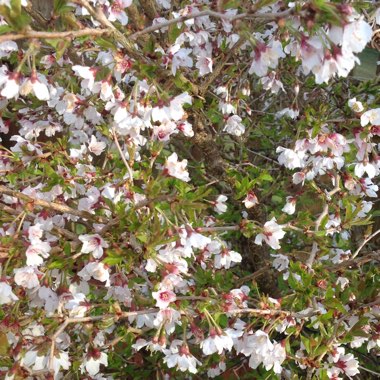Prunus incisa 'Kojo-no-mai'