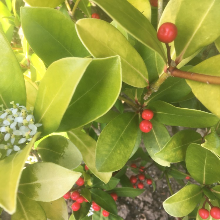 plant image 1271425