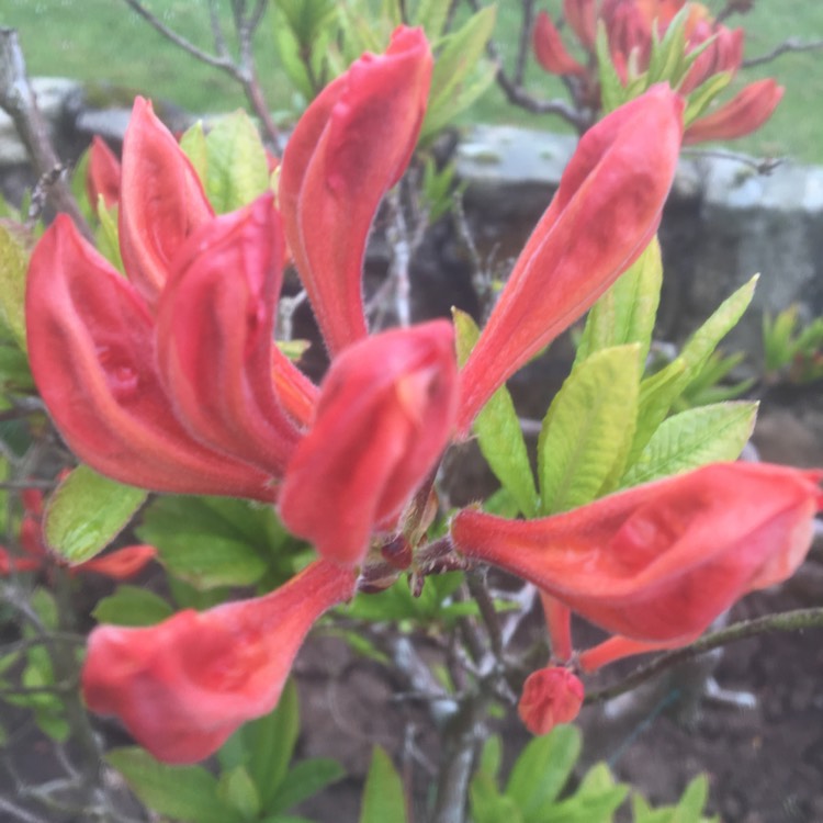 plant image 1282641