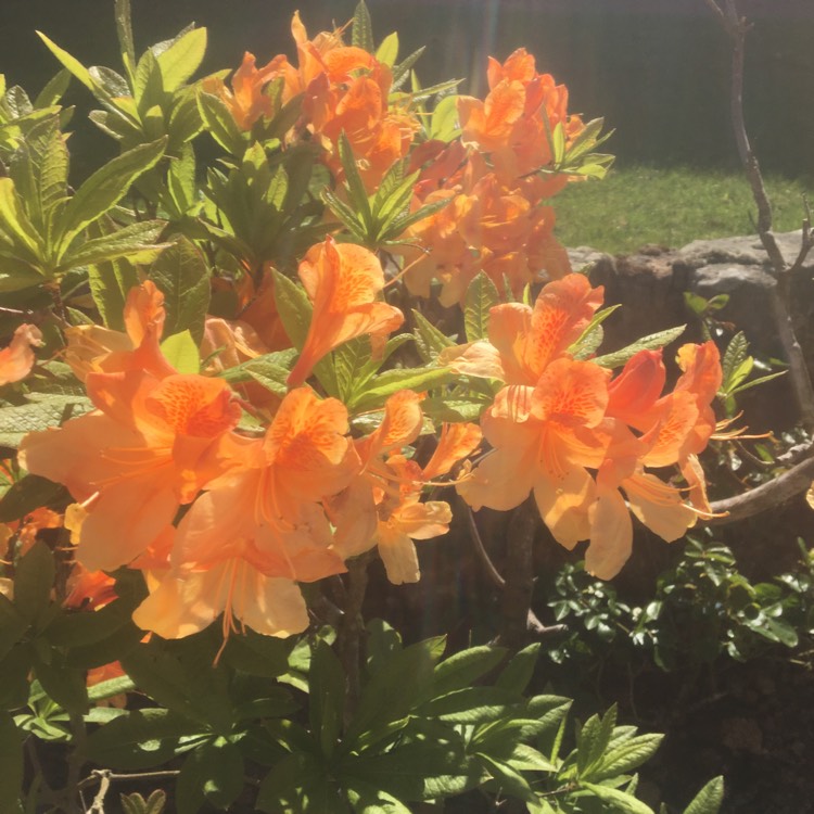 Plant image Rhododendron 'Orange Beauty'