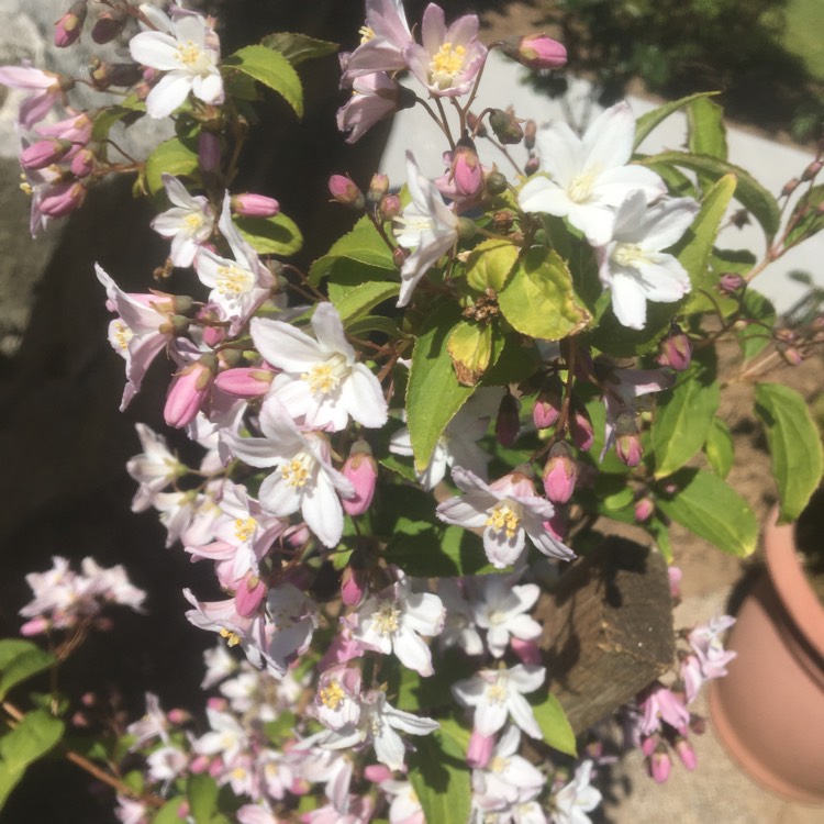 Plant image Deutzia x rosea