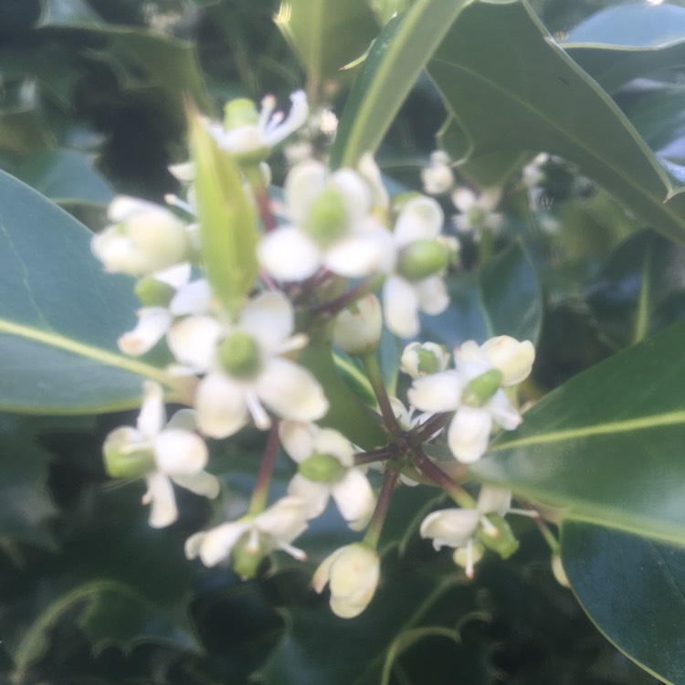 Plant image Ilex