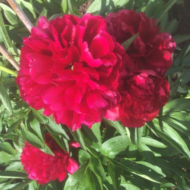Paeonia x festiva 'Rosea Plena' syn. Paeonia officinalis 'Rosea Plena', Paeonia 'Old Double Rose'