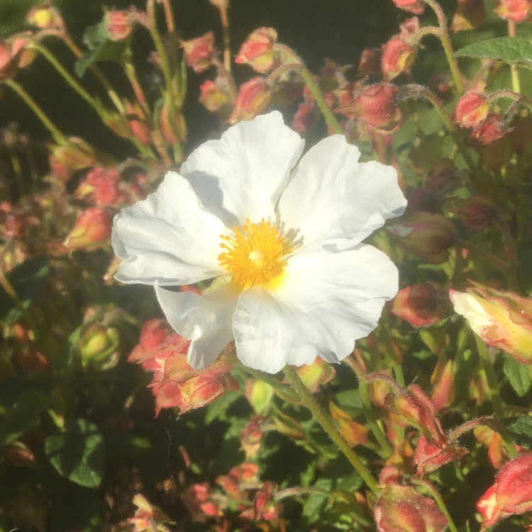 Plant image Cistus x cyprius var. ellipticus 'Elma'
