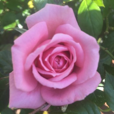 Rosa 'Chewpearl' syn. Rosa 'Star Performer', Rosa 'Pink Above All', Rosa 'Pink Keops'