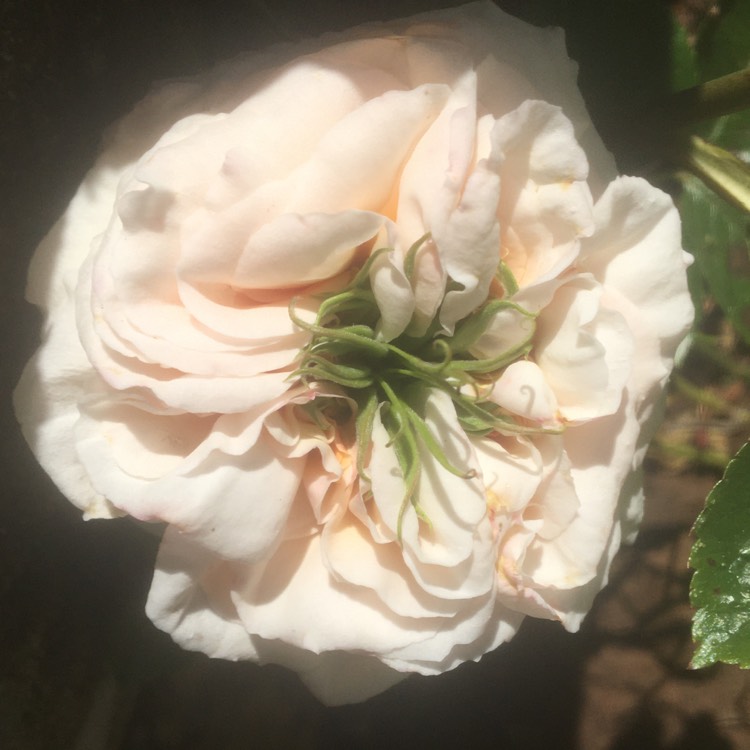 Plant image Rosa 'The Birthday Rose'