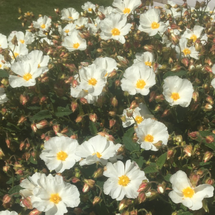 Plant image Cistus x cyprius var. ellipticus 'Elma'