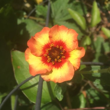 Potentilla nepalensis 'Miss Willmott'
