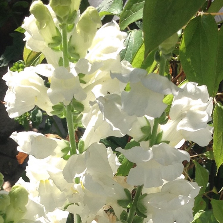 plant image 1335539 plant image 1335539
