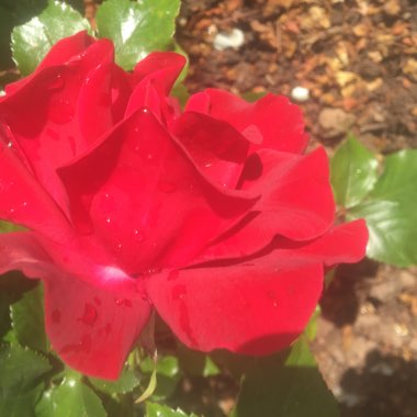 Rosa